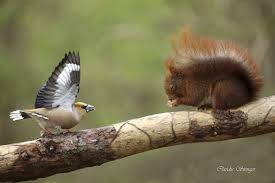 À l'issue de sa parade nuptiale, le mâle donne de petits baisers sur le bec de sa partenaire. Grosbec Casse Noyaux Anab Association Nature Alsace Bossue