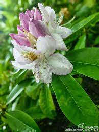 五月花 杜鹃 雨 plants