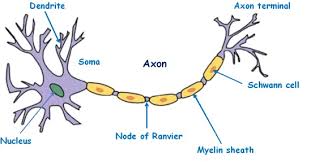 There are four important reasons to use conceptual diagrams: Important Bio Diagrams For Cbse Class 10 Board Exam 2021