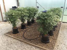 We did not find results for: Nutriculture Pa Twitter Mondaymotivation Want To Increase The Scale Of Your Grow The Iws Flood Drain Is The Most Popular Modular Hydroponic System Offering A High Level Of Flexibility Find Out