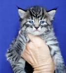 Pixie-Bob Cat Breed Information, Pictures, Characteristics ...