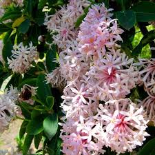 Image result for Dais cotinifolia