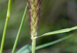 Image result for Cenchrus ciliaris