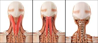 Jun 17, 2021 · muscles of the neck (musculi cervicales) the muscles of the neck are muscles that cover the area of the neck﻿. Why Neck Training Should Be A Priority For Athletes