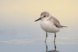 Wrybill Anarhyncus Frontalis Sea Birds Beautiful Birds Beach Scenes
