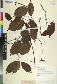 Image result for Afrobrunnichia