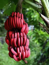 Maybe you would like to learn more about one of these? Ø£Ù†ÙˆØ§Ø¹ Ø¹Ø¯ÙŠØ¯Ø© Ù…Ù† Ø§Ù„Ù…ÙˆØ² Ù„Ø§ Ù†ØªØ°ÙˆÙ‚ Ù…Ù†Ù‡Ø§ Ø³ÙˆÙ‰ Ø§Ù„Ù€ ÙƒØ§ÙÙ†Ø¯ÙŠØ´ ØµØ­ÙŠÙØ© Ø§Ù„Ø¹Ø±Ø¨