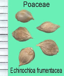 Image result for Echinochloa frumentacea