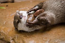 OtterHoldingRocks