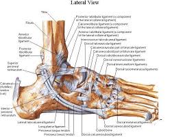 If you would like to learn all the parts of the foot structure, you have come to the right place. Ankle Ligaments Netter Ankle Anatomy Foot Anatomy Muscle Anatomy