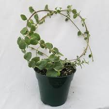 Image result for Vinca major