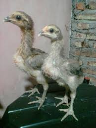 We would like to show you a description here but the site won’t allow us. Jual Anakan Ayam Pama Ninja Bl Ori Trah Pacek Import Di Lapak Erni Fara Bukalapak