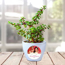 Small pink or white when i first got this plant i was really happy, it looked really full and vibrant. Jade Plant Pot With Personalised Touch Winni In