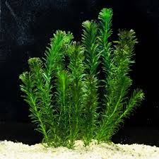 Image result for Elodea