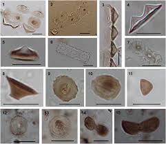 Image result for Pycreus macranthus