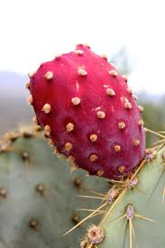 Following this logic, all cacti are succulents. Arizona Nature Outdoorarizona Prickly Pear Fruit Prickly Pear Pear Fruit Prickly Pear Flowers