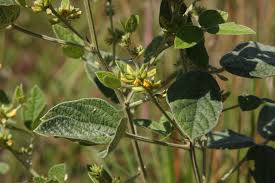 Image result for Rhynchosia luteola