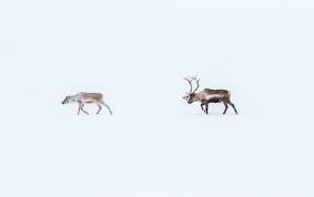Reindeer are one of the few no wonder people who decided to conquer the arctic wanted to tame these strong and enduring tundra. Arctic Reindeer Numbers Decreasing Due To Climate Change Acclimatise Building Climate Resilience