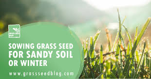 Over time, a patch of grass will grow and spread to surrounding tiles on the farm. Sowing Grass Seed For Sandy Soil Or Winter Tough Condition