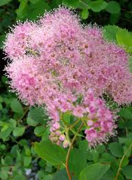 Image result for Sorindeia rhodesica