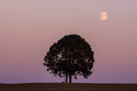 Um etwas gehen, worum geht es?, es geht um folgendes. Im Osten Geht Der Mond Auf Wahrend Im Westen Die Sonne Untergeht Eine Ganz Besondere Stimmung Foto Bild Natur Mondaufnahmen Himmel Universum Bilder Auf Fotocommunity
