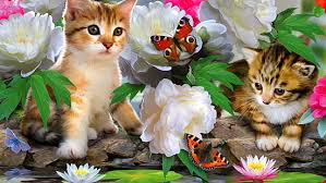 Sie sind fantasievoll und hinreißend. Hd Wallpaper Katze Schwarz Blau Deutschland Animal One Animal Animal Themes Wallpaper Flare