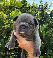 We did not find results for: Blue Tan French Bulldog Puppies