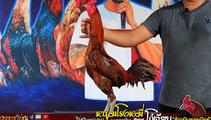 Ayam magon adalah ayam yang dihasilkan dari persilangan ayam pama dan ayam saigon cara meluruskan jari ayam yang. 10x Win Dibawah 1 Air Inilah Sejarah Ayam Pama Ninja King Pama Majalah Ayam