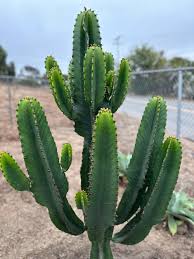 Image result for Euphorbia ingens
