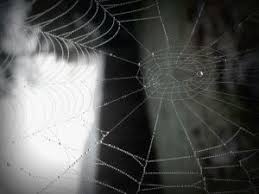 Everything Is Connected To Everything Else Academy For Systems Change