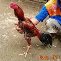 Reka bentuk ilustrasi kreatif kaki tangan. Ayam Bangkok Super Olx