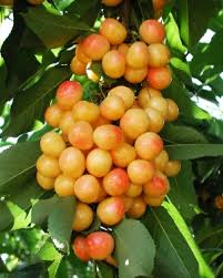 Rainier Cherry Dave Wilson Nursery