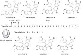 Image result for Gnidia burchellii