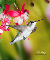 Birds Blooms Magazine Telephone Number The Lady Hummingbird Hummingbird Bee Hummingbird Bird Pictures