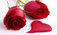 Beautiful Rose Desktop Wallpaper