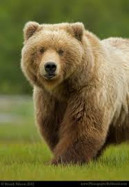 Brown Bear Grizzly Bear Bear Pictures Brown Bear