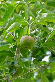 Image result for Croton megalobotrys