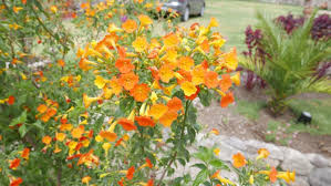 Image result for Streptosolen