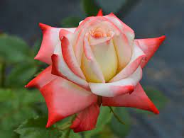 Rose - Ibridi di Tea - Il Roseto