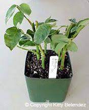 How To Propagate Roses By Cuttings Propagating Plants Growing Roses Rose Cuttings