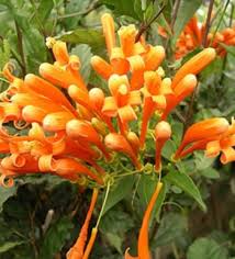 Semua tanaman morning glory menghasilkan bunga berbentuk corong yang menarik dari berbagai warna seperti putih, merah, biru, ungu dan kuning dengan daun. Bungaku Jual Jenis Tanaman Hias Outdoor Tahan Panas Flame Atau Vine Flame Vine