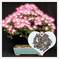 Compare Prices On Mimosa Flowers Online Shopping Buy Low Price Mimosa Flowers At Factory Price Aliexpress Com Alibaba Mimosa Flower Flowers Online Mimosa