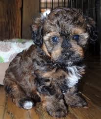 Find your new companion at nextdaypets.com. Havapoo Puppy Breeder Havapoo Puppies For Adoption Petite Joie Puppies