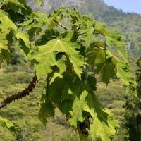 Image result for Obetia radula