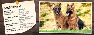 È un club per gli appassionati del pastore tedesco, tutti possono aderire, e chiunque. Futter Fur Den Schaferhund Ernahrungstipps Belcando