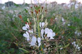 Image result for Cleome gynandra