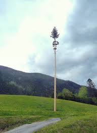 And, we'll be enjoying some @daredevilbeer maibock! Maibaum Ennstalwiki