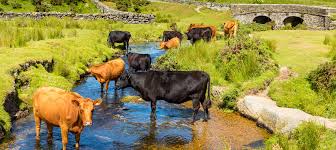 We did not find results for: Dartmoor National Park Blog The Devon Seo Co