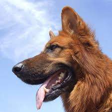 While the german shepherd is highly intelligent and trains fairly easily, they are no picnic for novice owners. 8 Different German Shepherd Coat Color Patterns Pethelpful