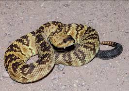 Black And White Diamond Pattern Snake Blacktailed Rattlesnake In 2020 Mojave Rattlesnake Rattlesnake Pit Viper
